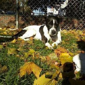 Meet your Posher, Rose